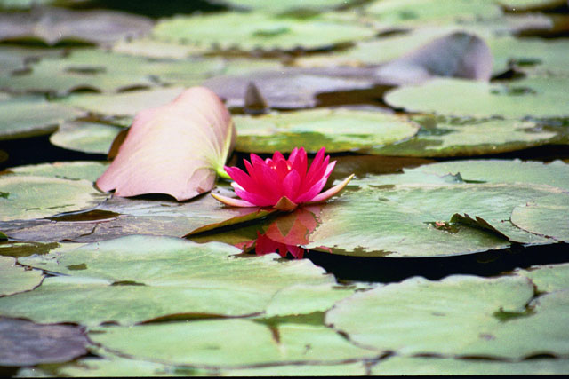 lily pond at Meiji Shrine