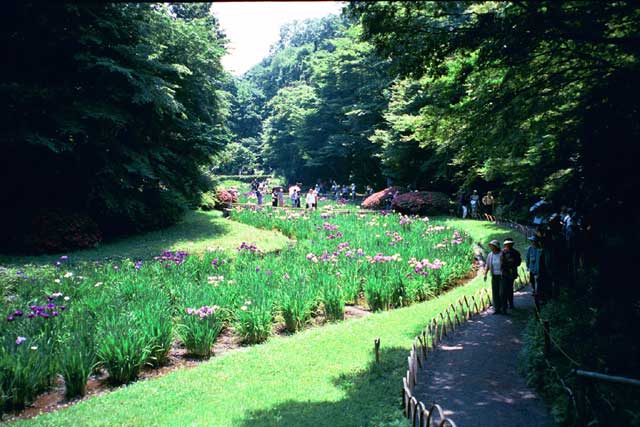 Iris garden at Meiji Shrine