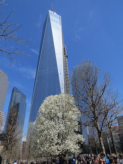 World Trade Center and tree