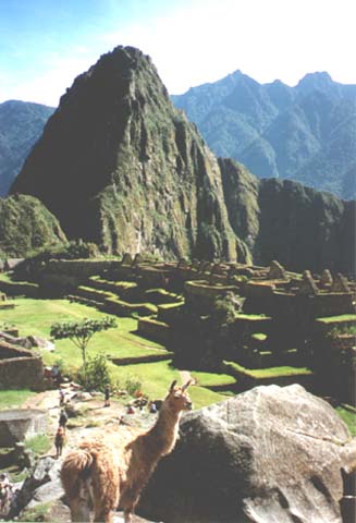 Llama at Machu Picchu