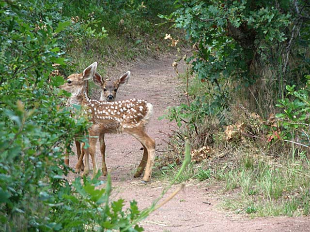 fawns1