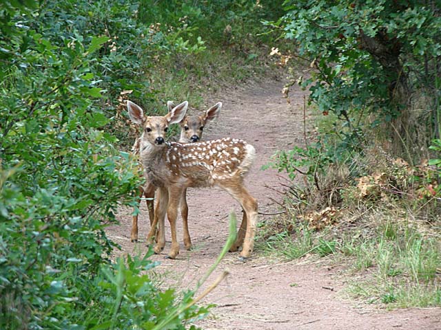 fawns3