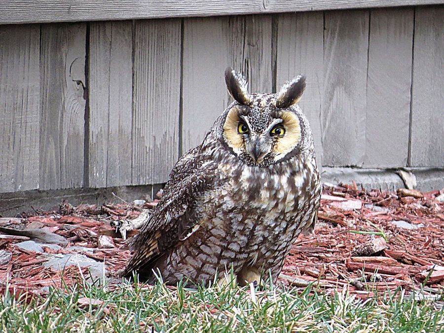owl in backyard