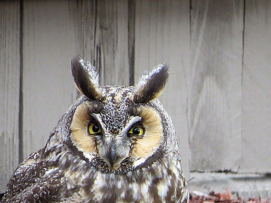 owl closeup