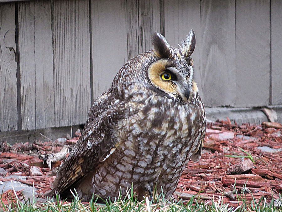 owl in mulch