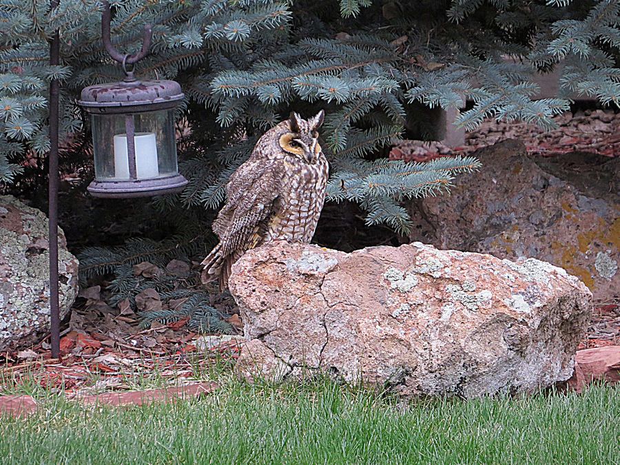owl on rock