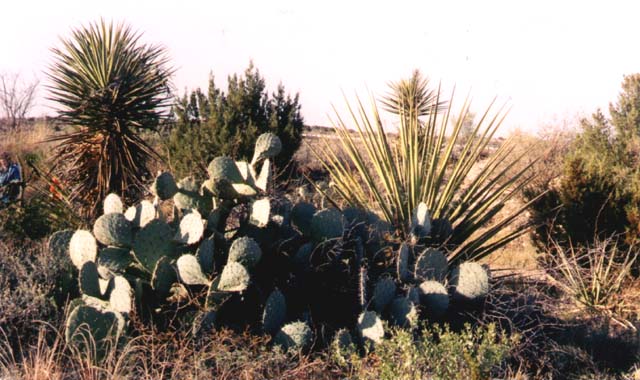 Some of the numerous varieties of cactus plants