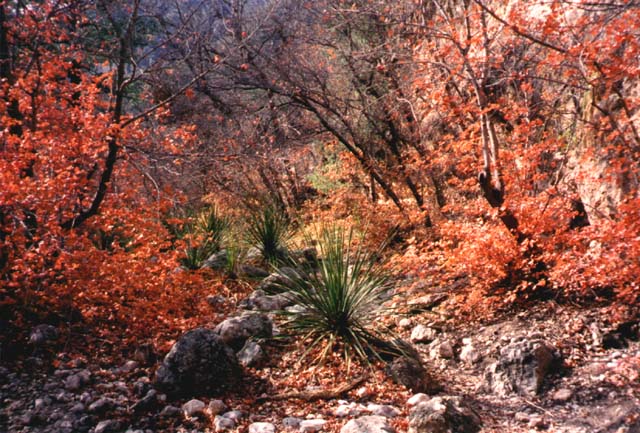 Fall colors on McKittrick Trail