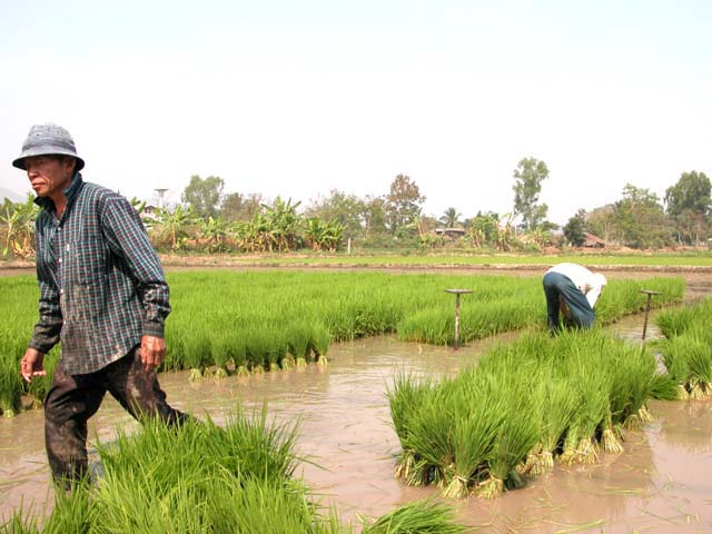 Rice field in water