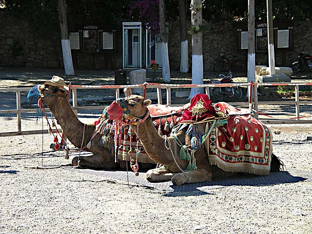 Camels