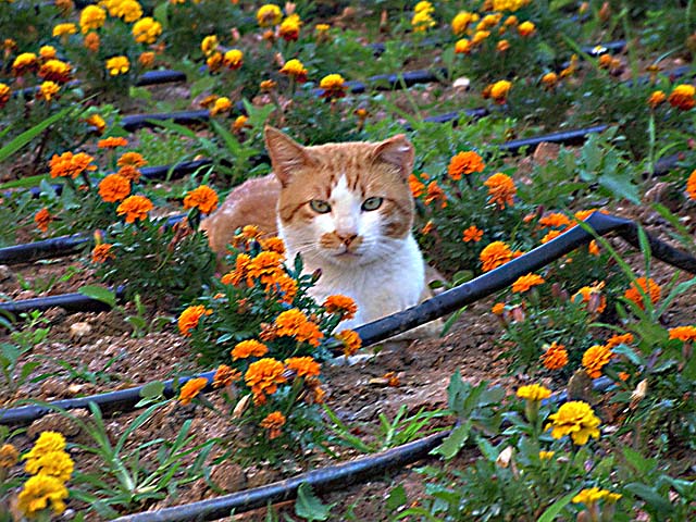 Cat in flower garden