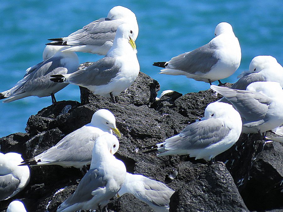 seabirds