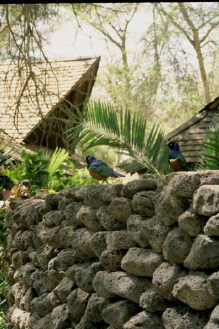 Superb Starling