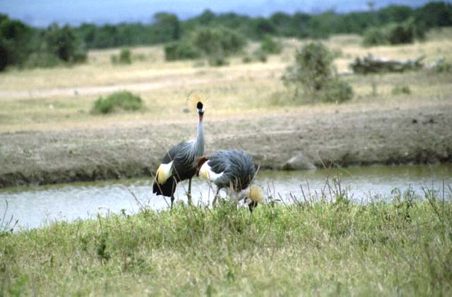 Crowned Crane