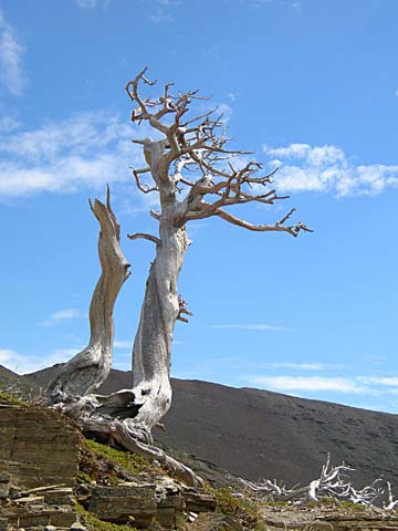 Dead tree