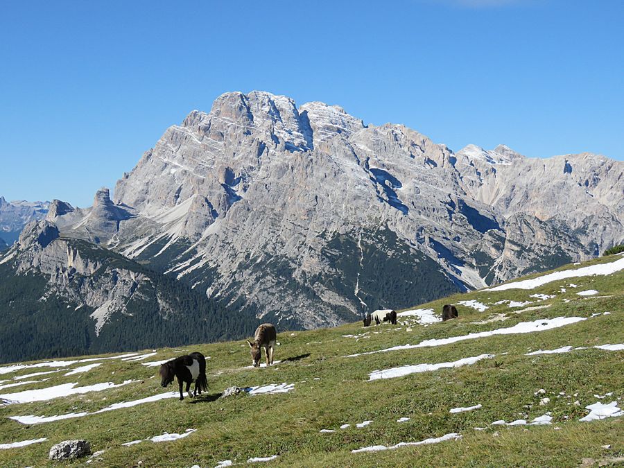 Cortina