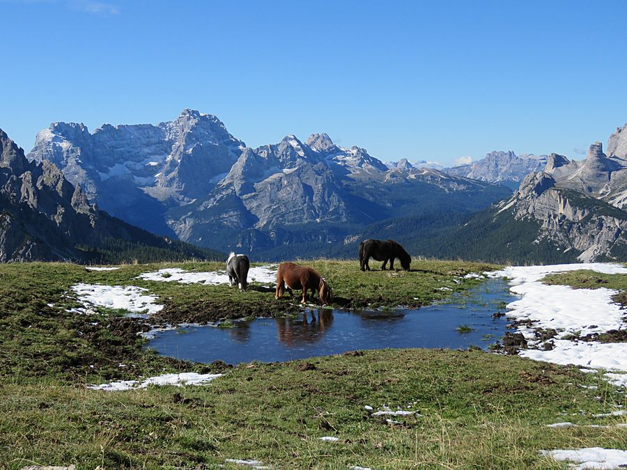 Cortina