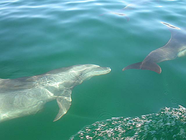 Bottle-nose dolphin