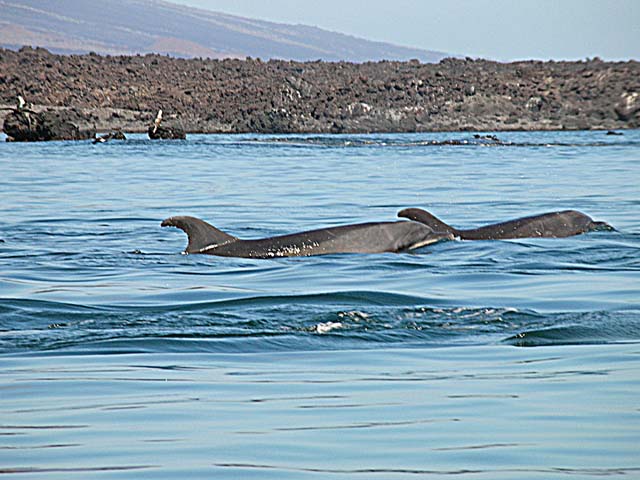 Pair of dolphins